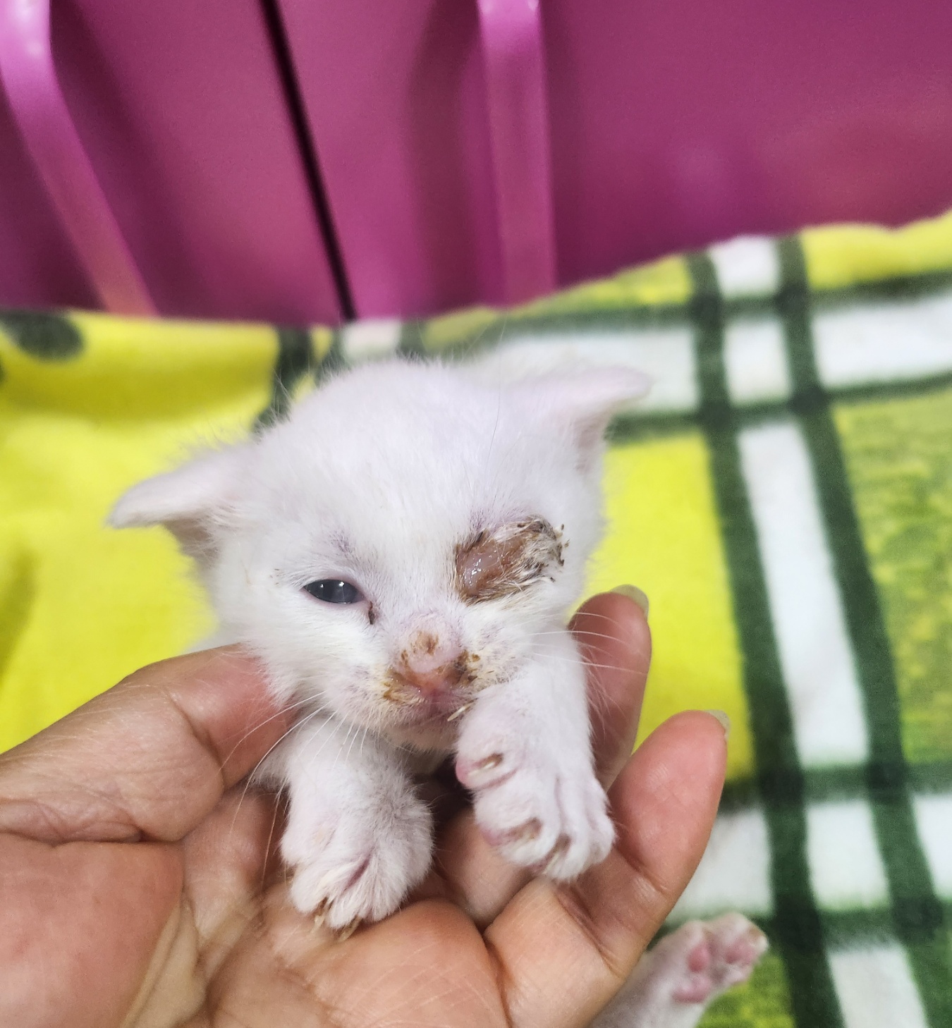 울산유기동물보호센터_431373202401403